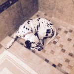 dual tone custom tile shower with tile top drain in harrisburg pa